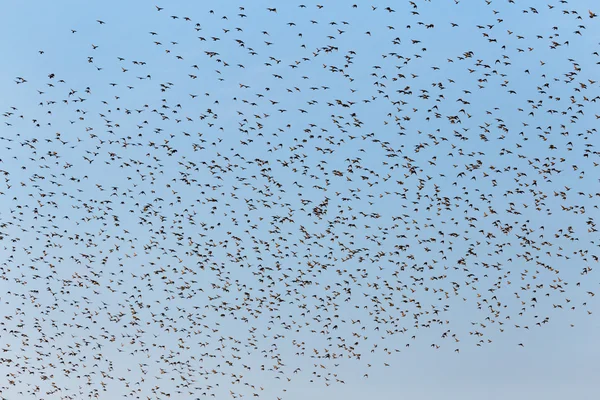 Team of starlings eat very much grapes