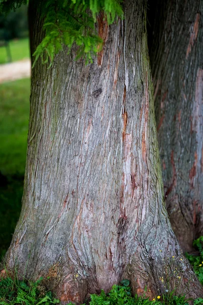 Detalle del árbol tronco Ciprés calvo (Taxodium distichum ) — Foto de Stock