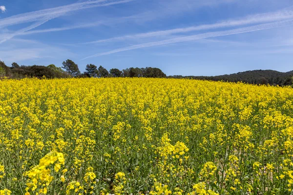 Blooming colza field, blue cloudy sky above — Stock Photo, Image