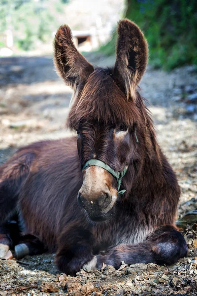 Farm Donkey porträtt — Stockfoto