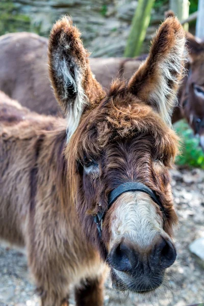 Farm Donkey porträtt — Stockfoto