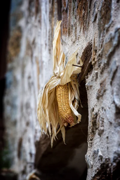 Dried corn on the wall — Stock Photo, Image