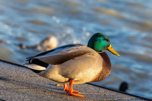 Nahaufnahme von einer schönen Stockente — Stockfoto