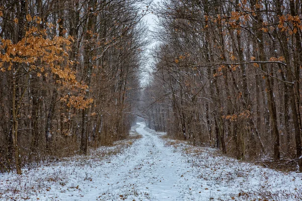 Besneeuwde winter weg in het bos — Stockfoto