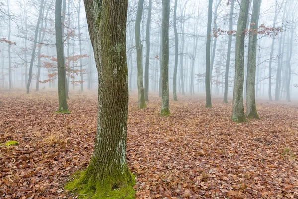 Мистический дубовый лес осенью — стоковое фото