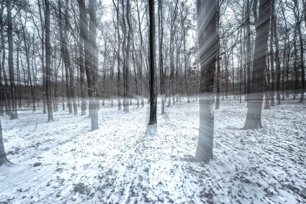 Hiver enneigé dans la forêt de chênes — Photo