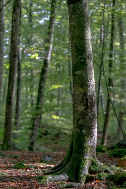 Yaz güzel kayın ormanı