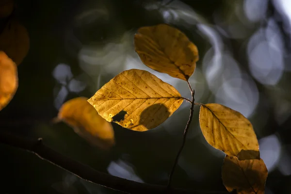 Színes őszi bükk levelek közelről — Stock Fotó