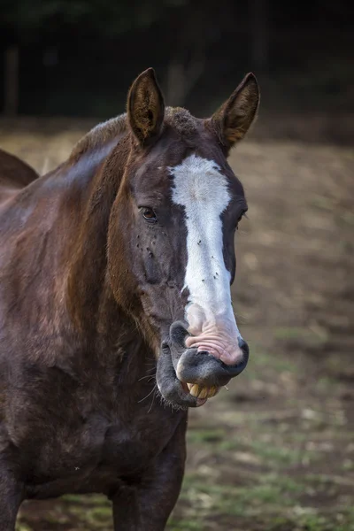 Portrait of laughing brown horse — Stock Photo, Image