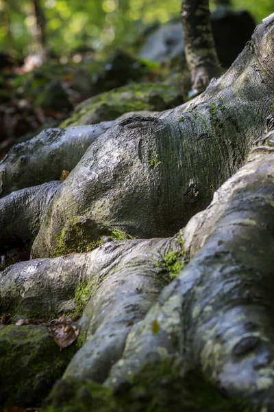 ブナの木の根をクローズ アップ — ストック写真