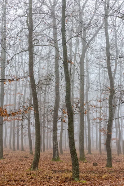 Містичний туманний день у дубовому лісі — стокове фото