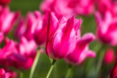 Bahar güzel mor Lale