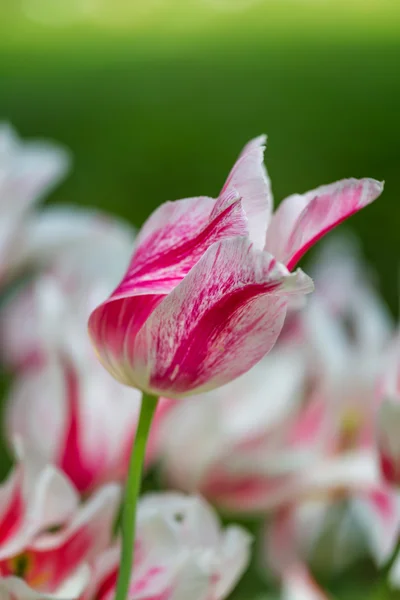 Schöne weiße Tulpe im Frühling — Stockfoto