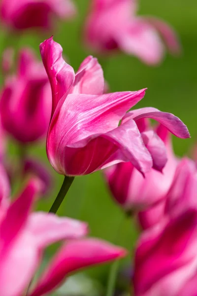 Hermoso tulipán morado en primavera — Foto de Stock