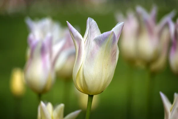 春に美しい白いチューリップ — ストック写真