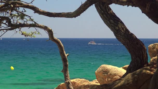 Beautiful Spanish bay in Catalonia with tree and boats — Stock Video