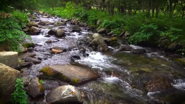 Маленький ручей в Испании в Пиренеях — стоковое видео
