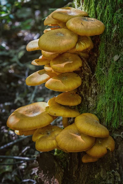 Προέκταση μέλι μύκητα (Armillaria tabescens) στον κορμό δρύινο — Φωτογραφία Αρχείου
