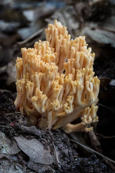 Coral mushroom close-up (Ramaria flava) — Stock Photo, Image