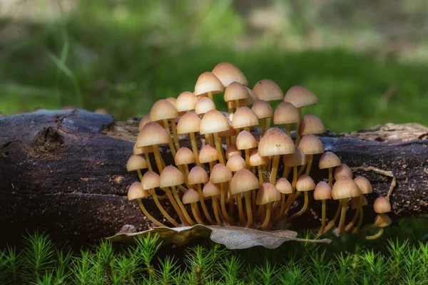 Gruppe kleiner Pilze auf dem Moos, Makro — Stockfoto