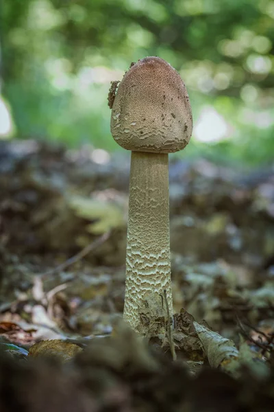 遮阳伞蘑菇关闭 — 图库照片