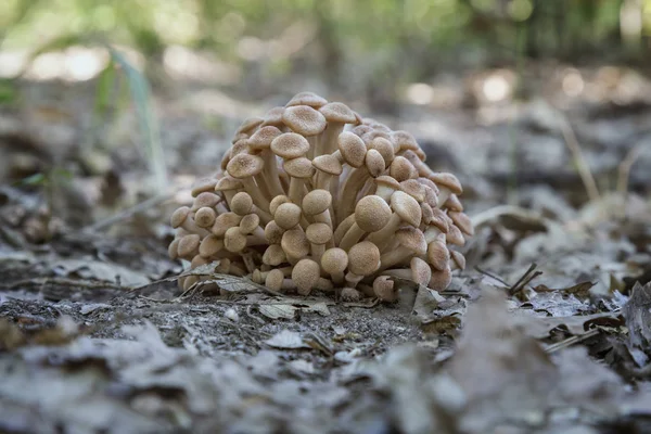 Hongo de miel sin anillo (Armillaria tabescens ) —  Fotos de Stock