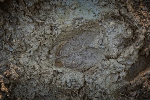 Red Deer footprint in the Mud — Stock Photo, Image