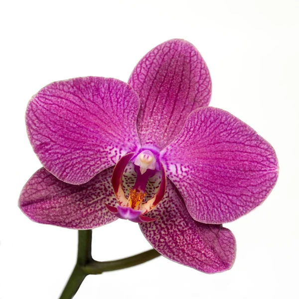 Růžové pruhované orchidej květina na bílém pozadí — Stock fotografie