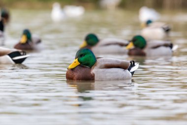 Bir güzel havuzumda (Anas platyrhynchos yakın çekim)