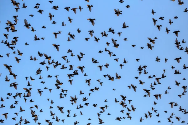 Group of starlings eat very much grapes — Stock Photo, Image