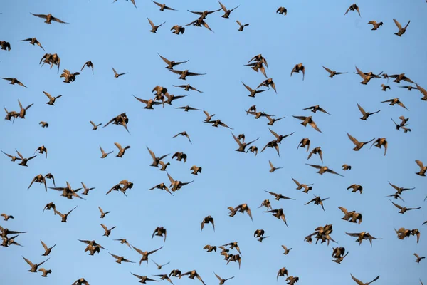 Group of starlings eat very much grapes — Stock Photo, Image