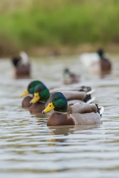 Nahaufnahme von einer schönen Stockente (anas platyrhynchos)) — Stockfoto