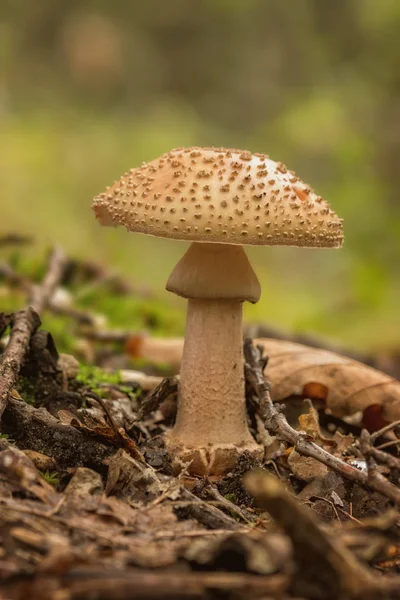 Jedlé tvářenka houby (Amanita rubescens) — Stock fotografie