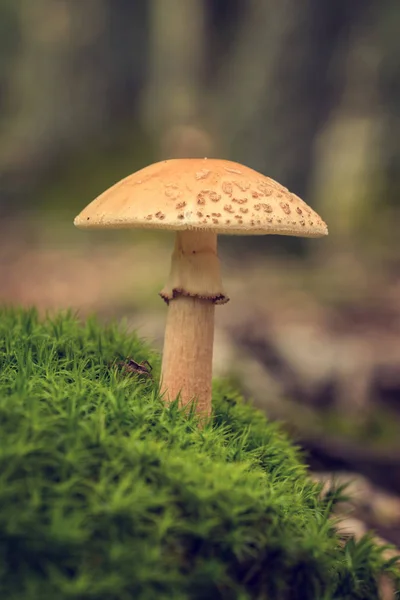Edible Blusher fungi (Amanita rubescens) — Stock Photo, Image