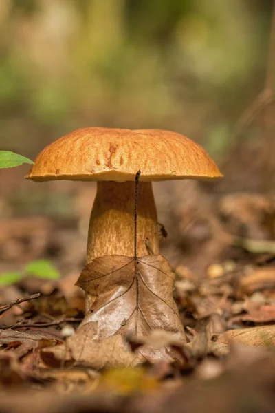 Porcini fungi on the litter (Boletus edulis) — Stock Photo, Image