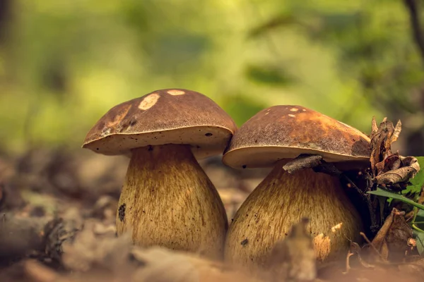 Hongos porcini en la camada (Boletus edulis ) — Foto de Stock