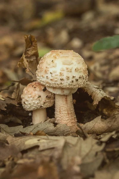 Jedlé tvářenka houby (Amanita rubescens) — Stock fotografie