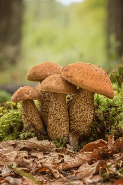 Três espécies de cogumelos comestíveis, com cobertura vermelha — Fotografia de Stock