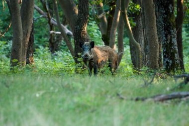 Ormanda ilkbahar ve yaban domuzu
