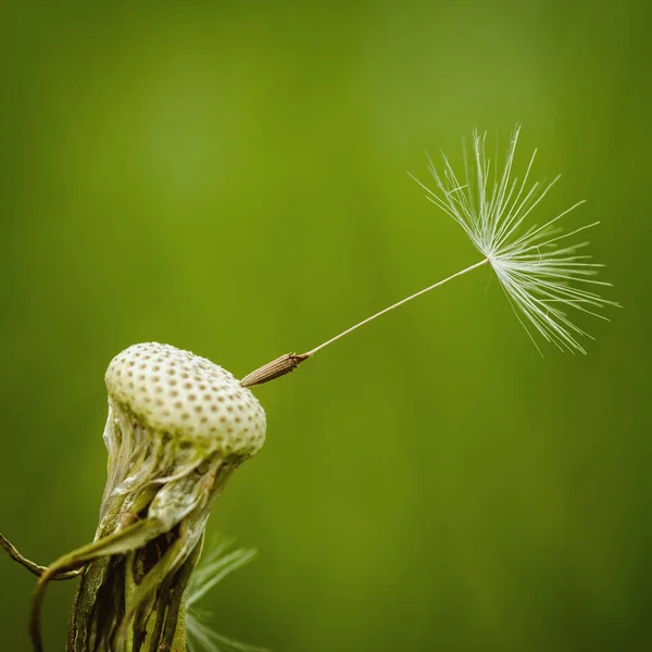 A kernel has already stayed on the dandelion — Stock Photo, Image