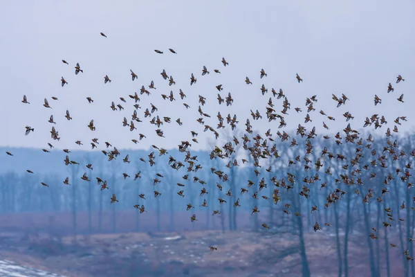 Skupina Stehlík létání v zimě — Stock fotografie