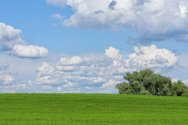 Красиве зелене поле з білими хмарами — стокове фото