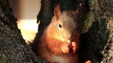 Kızıl sincap ağaçta yeme