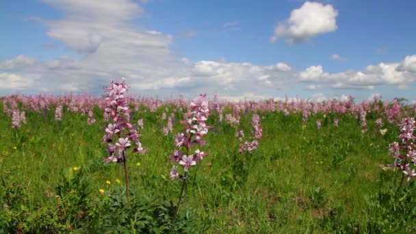 Lindas flores na primavera (Dictamnus albus) — Vídeo de Stock