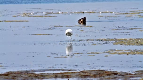 Egret perseguindo um pequeno peixe — Vídeo de Stock