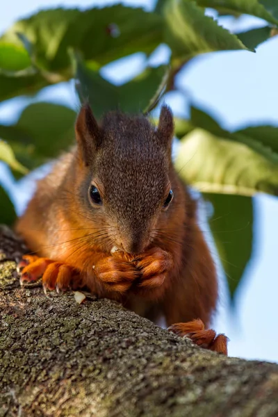 Rode eekhoorn staande op de boom en eten — Stockfoto