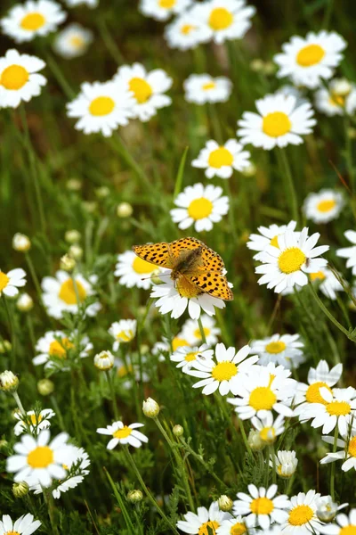 ミドリヒョウモン (Argynnis と白と黄色のヒナギク — ストック写真