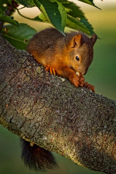 Κόκκινο σκίουρο στέκεται πάνω στο δέντρο και το φαγητό — Φωτογραφία Αρχείου
