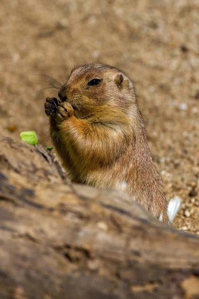 Marmotta mangiare qualcosa foglia verde — Foto Stock
