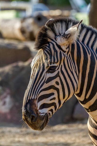 Zebra close up portrait